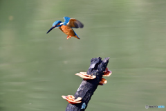 キノコとカワセミ