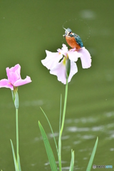 花ショウブとカワセミ