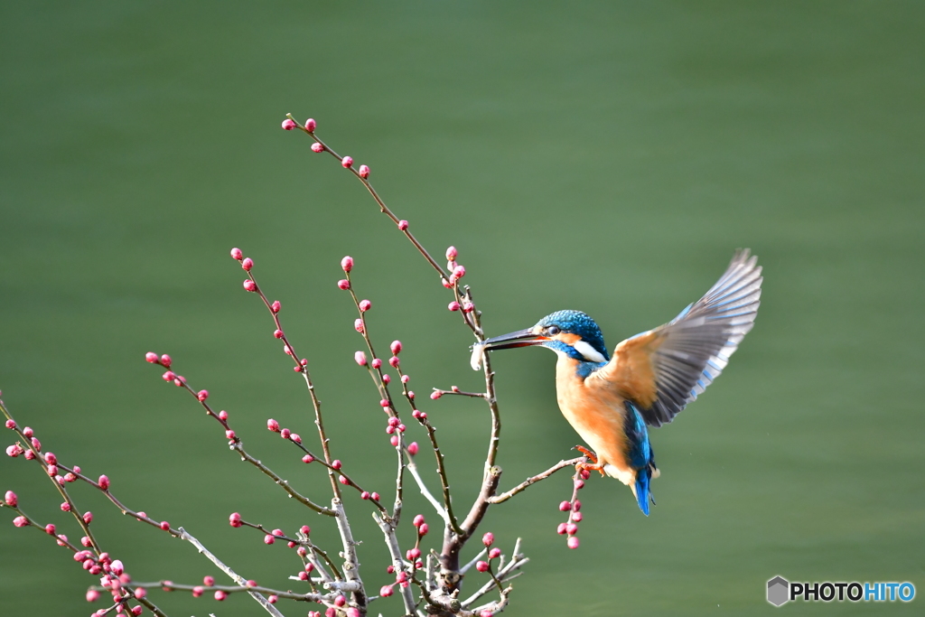 紅梅とカワセミ