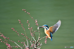 紅梅とカワセミ