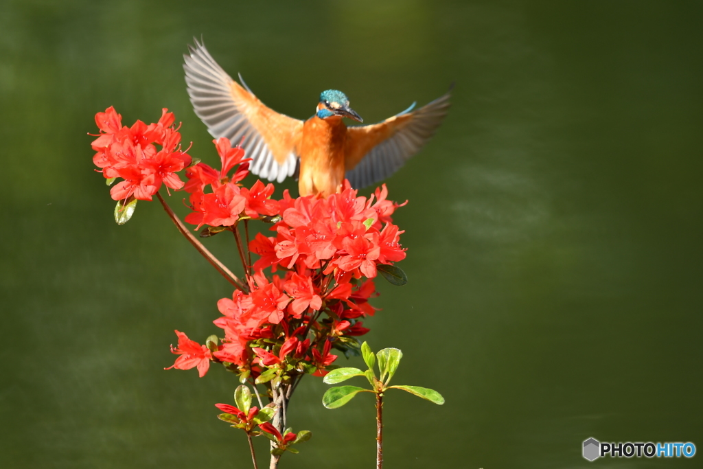 ツツジとカワセミ