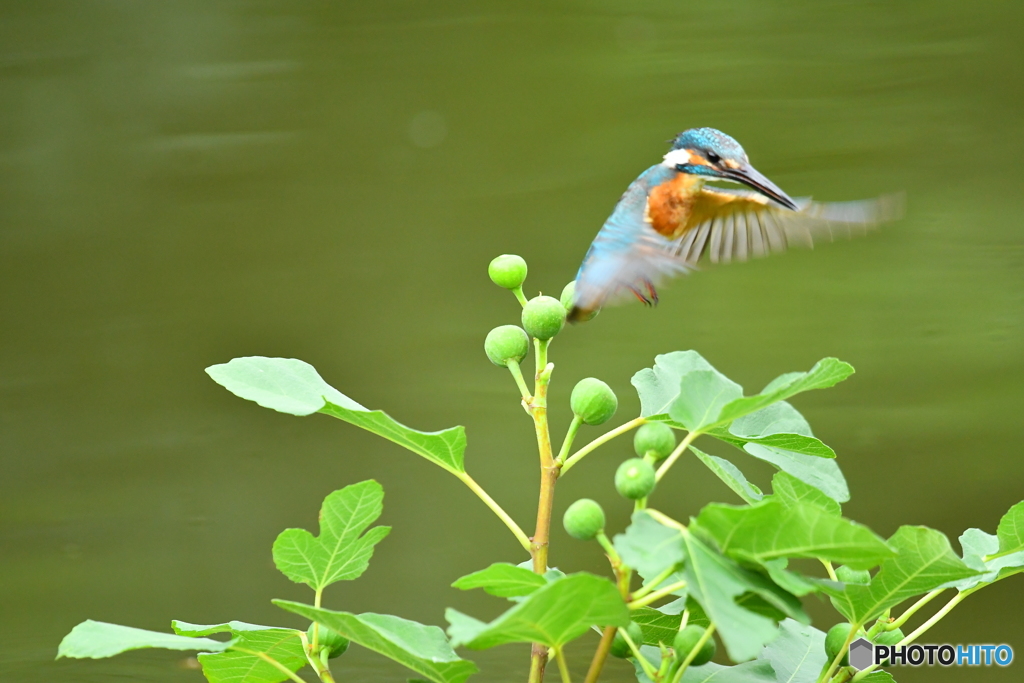 イチジクとカワセミ