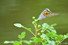 イチジクとカワセミ