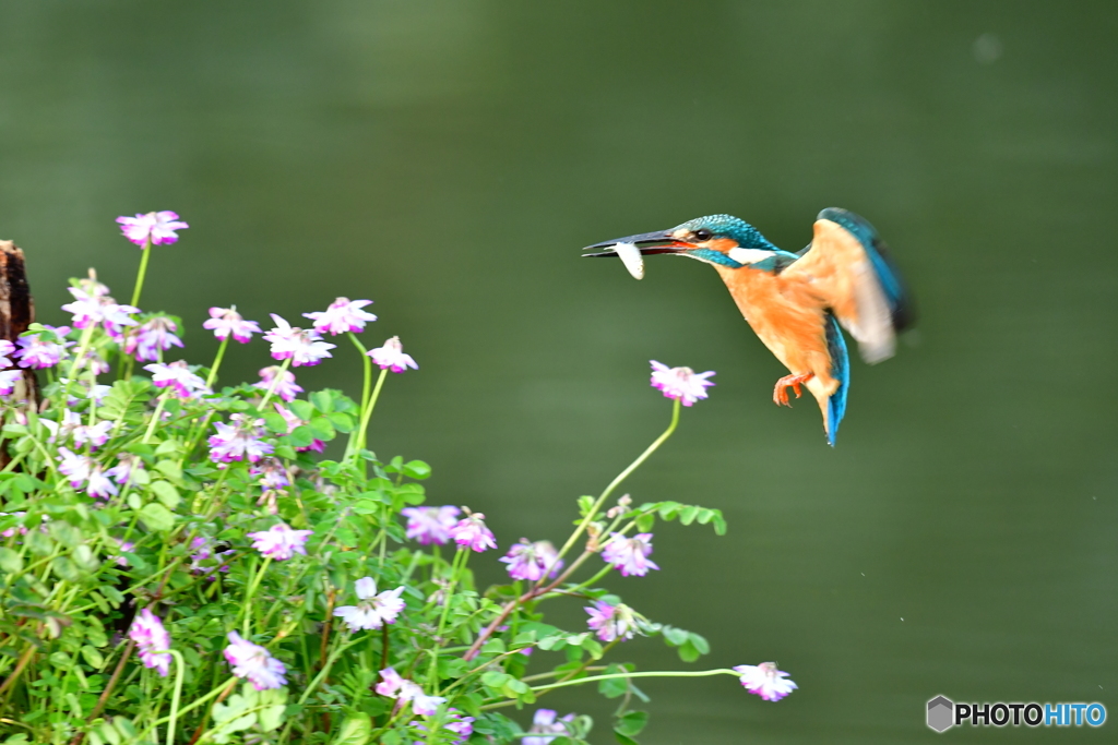レンゲソウとカワセミ