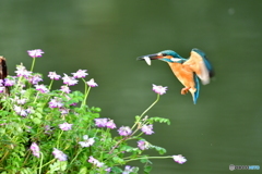 レンゲソウとカワセミ