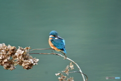 アジサイの枯れ花とカワセミ