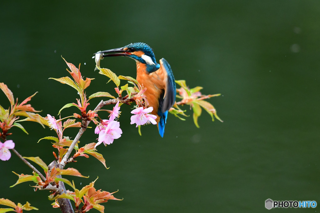 河津桜とカワセミ