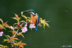 河津桜とカワセミ