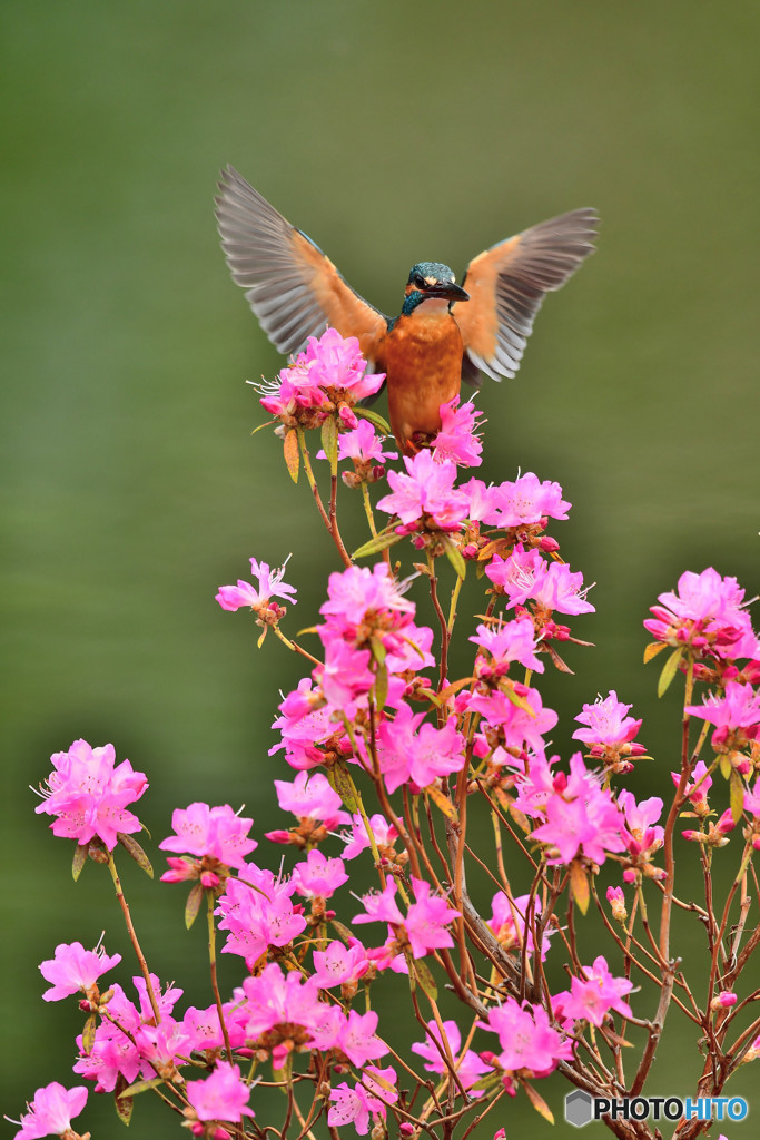 吉野ツツジとカワセミ