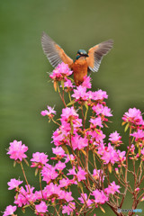 吉野ツツジとカワセミ