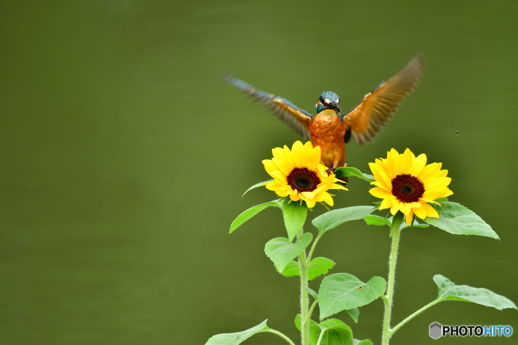 ヒマワリとカワセミ