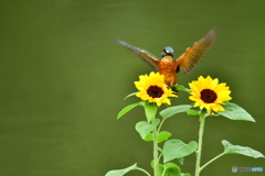 ヒマワリとカワセミ