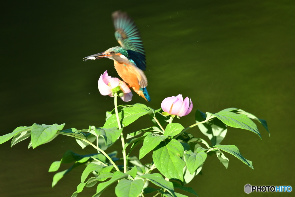 シャクヤクとカワセミ