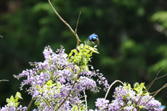 フジの花とオオルリ