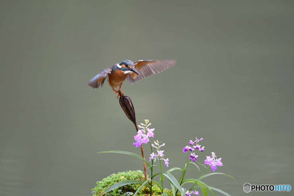 ウチョウランとカワセミ