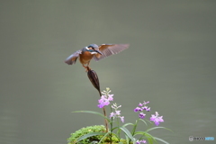 ウチョウランとカワセミ