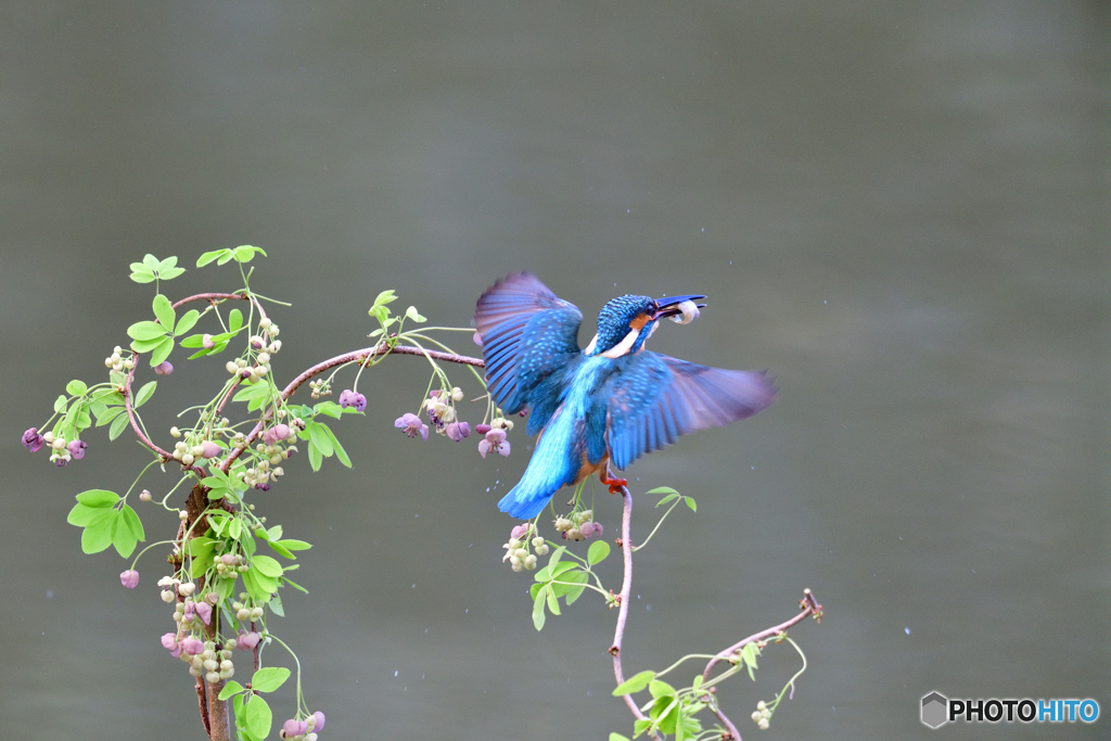 アケビの花とカワセミ
