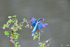 アケビの花とカワセミ