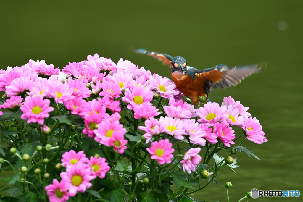 キクとカワセミ