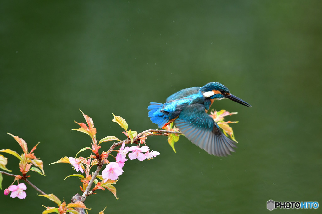 河津桜とカワセミ