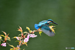 河津桜とカワセミ