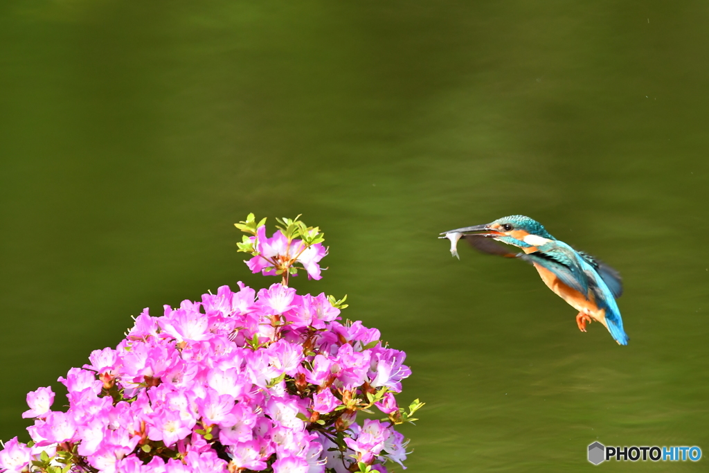 雲仙ツツジとカワセミ