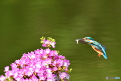 雲仙ツツジとカワセミ