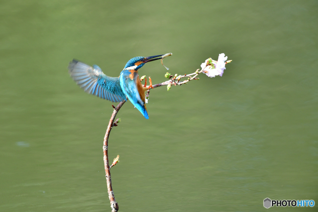 桜とカワセミ
