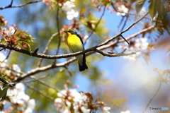 桜とキビタキ