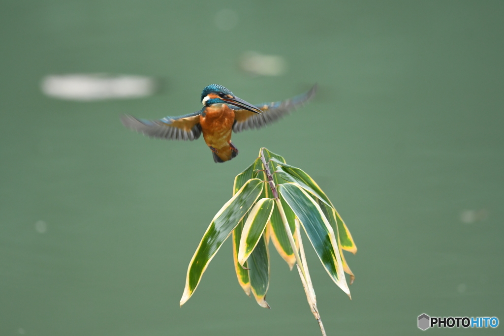 クマザサとカワセミ