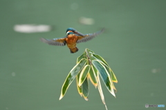 クマザサとカワセミ