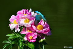 シャクヤクとカワセミ