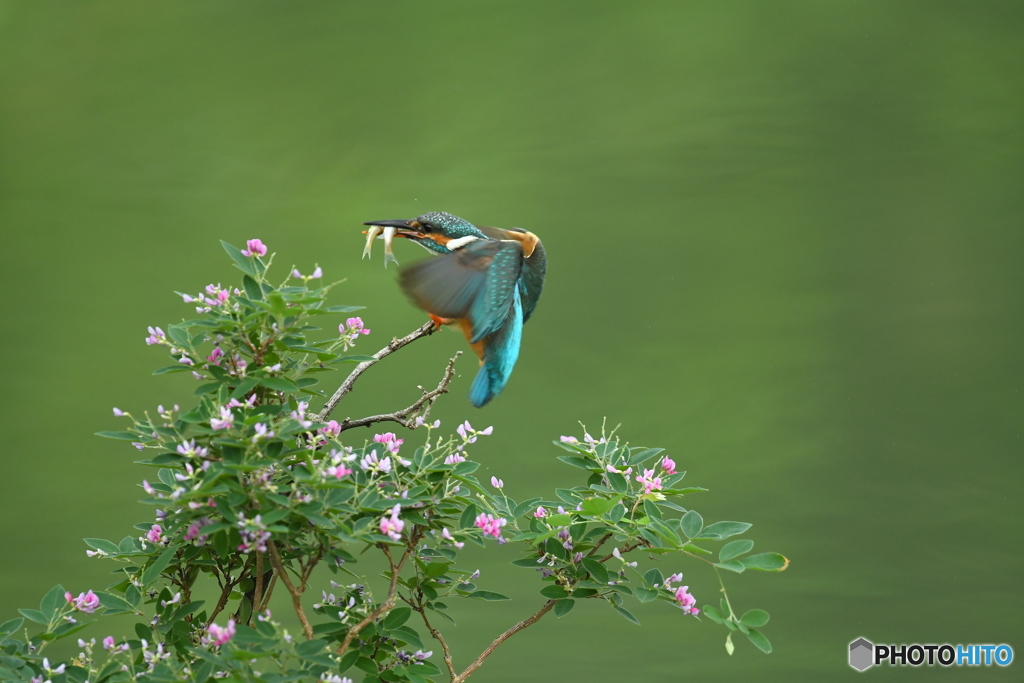 キハギとカワセミ