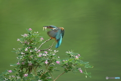 キハギとカワセミ