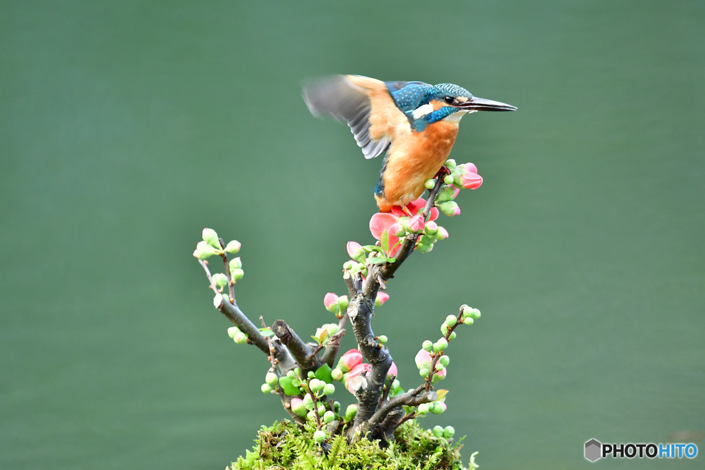 ボケの花とカワセミ