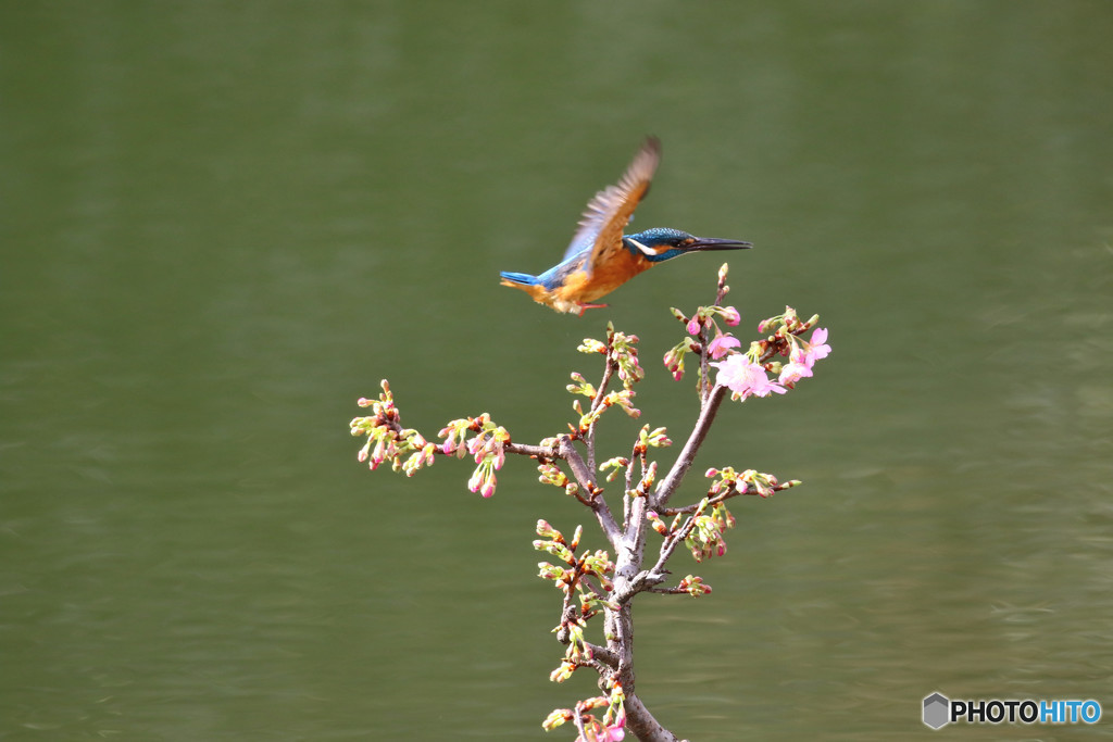 河津桜とカワセミ