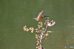 河津桜とカワセミ