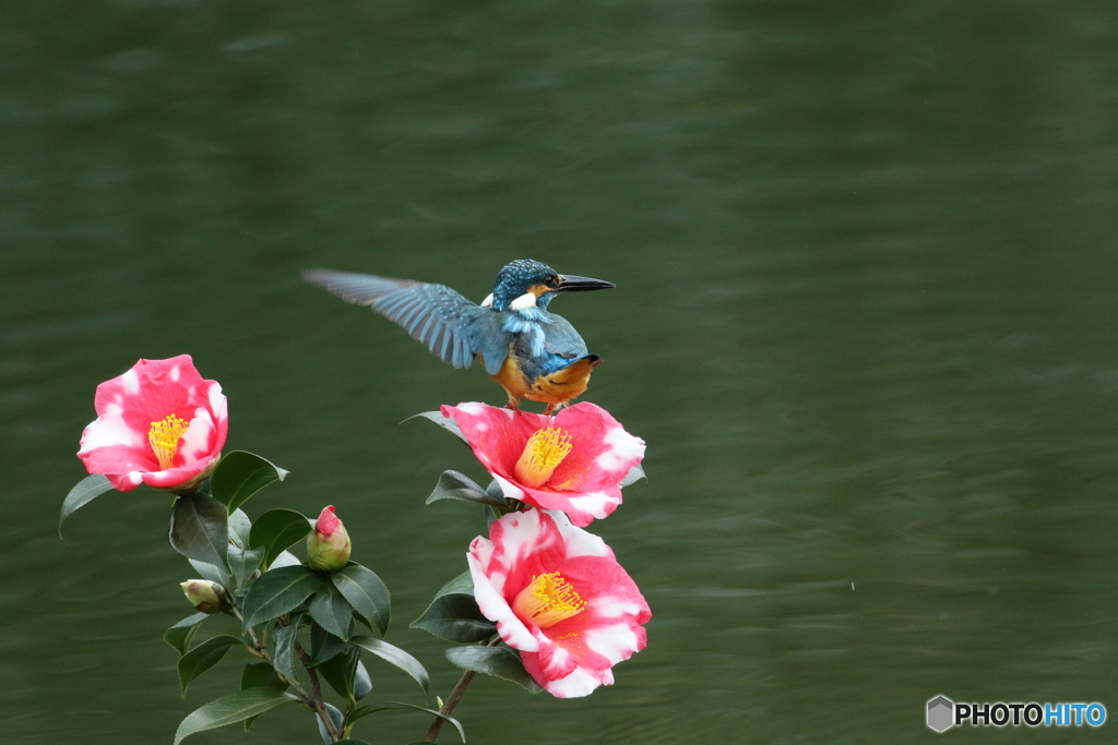 糊こぼし椿とカワセミ