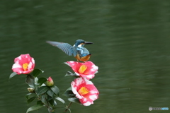 糊こぼし椿とカワセミ