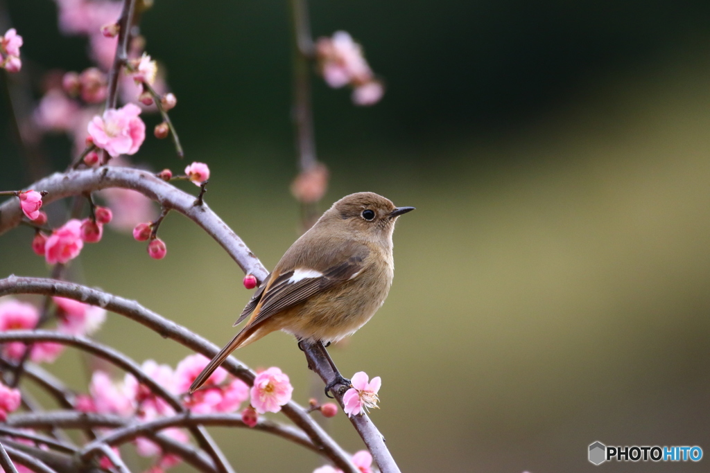 紅梅とジョウビタキ