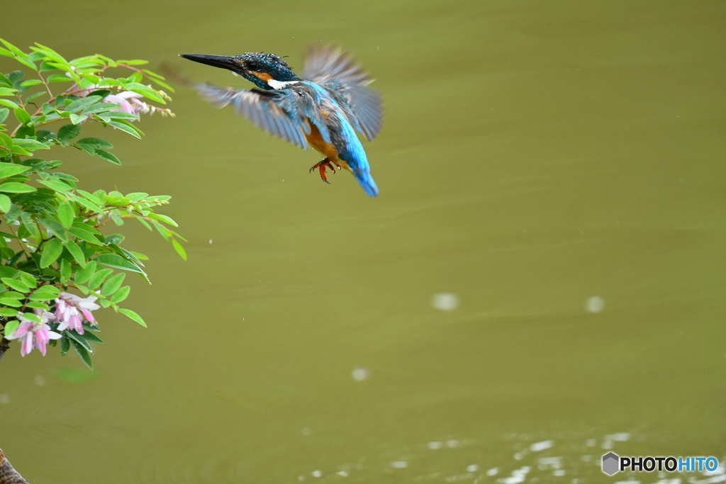 庭フジとカワセミ
