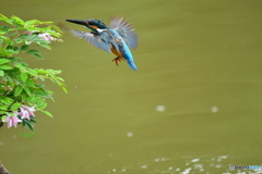 庭フジとカワセミ