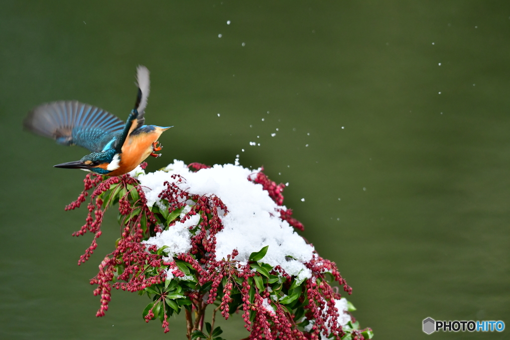 馬酔木とカワセミ