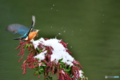 馬酔木とカワセミ