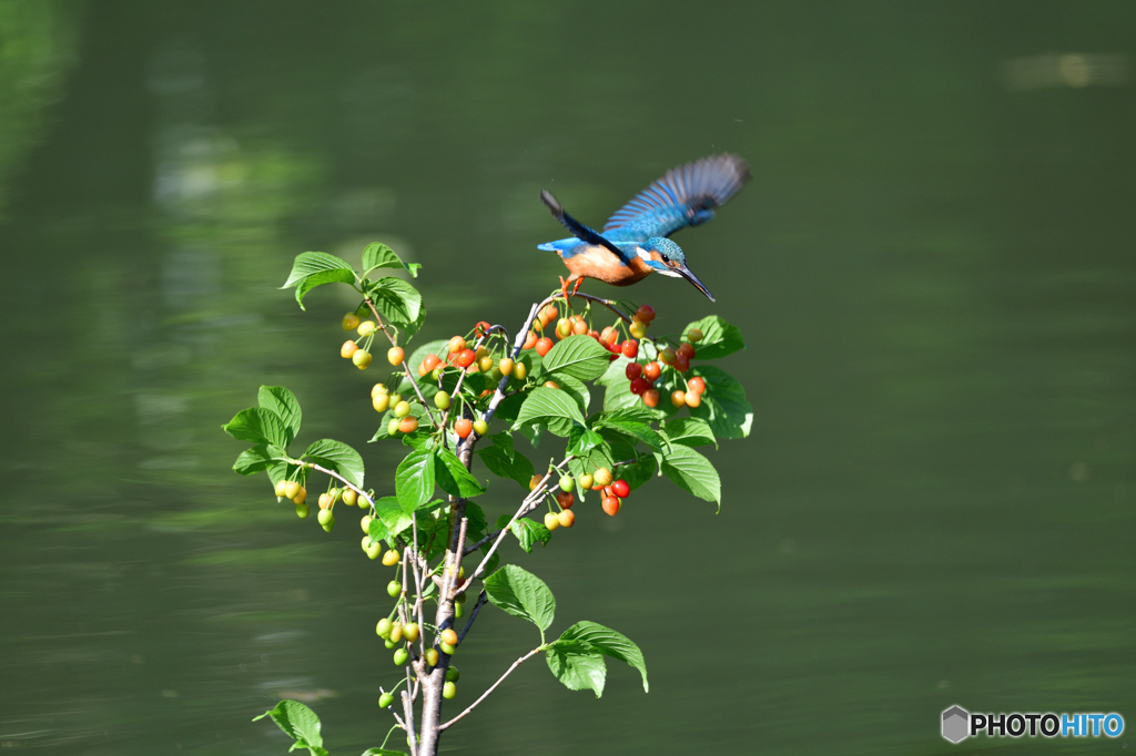 サクランボとカワセミ
