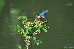 サクランボとカワセミ