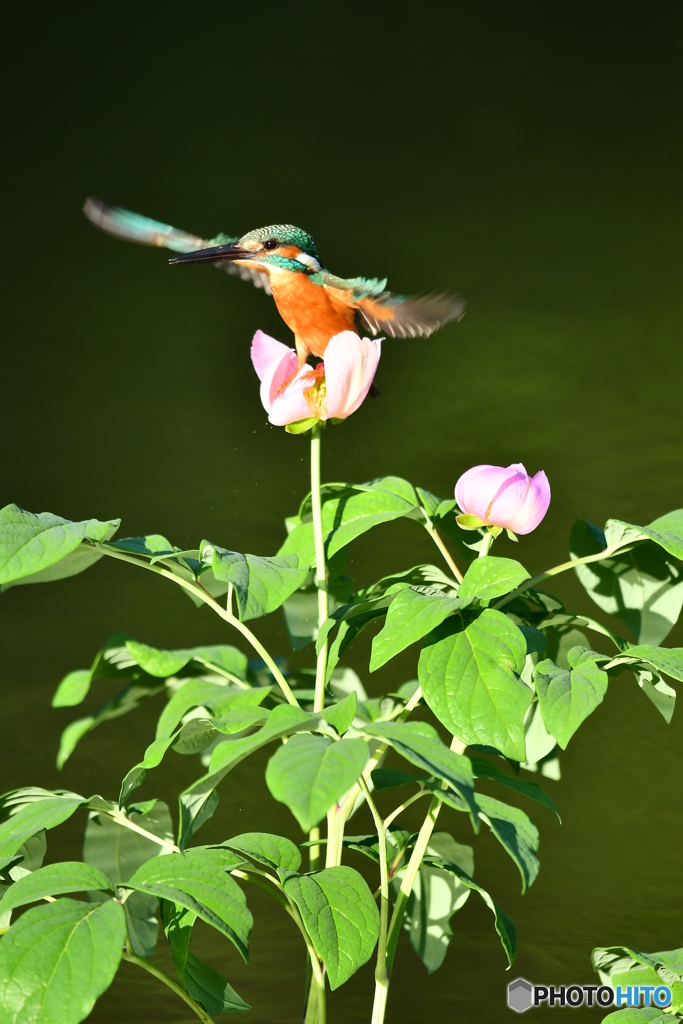 シャクヤクとカワセミ