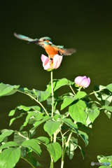 シャクヤクとカワセミ