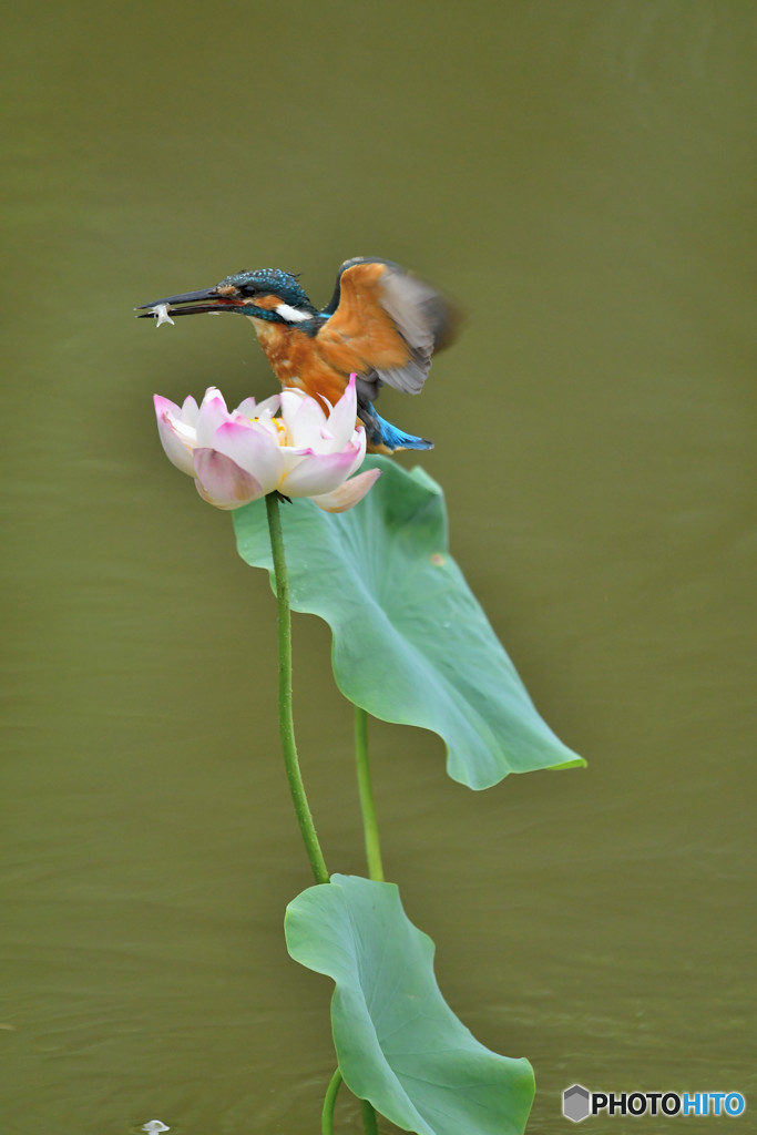 ハスとカワセミ