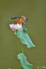 ハスとカワセミ